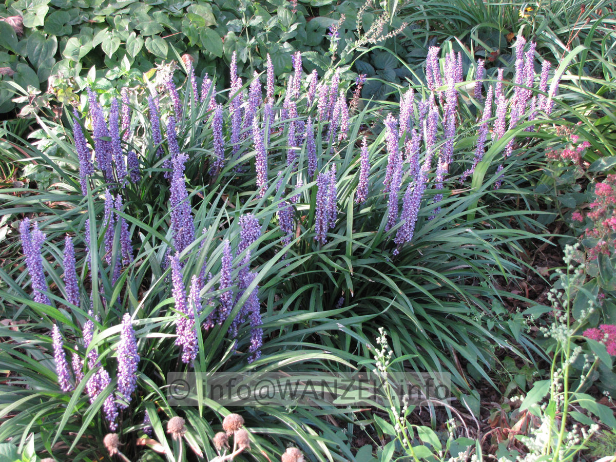 Liriope muscari im Beet.JPG